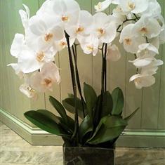 Orchids in Glass