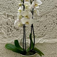 Phalaenopsis Orchid