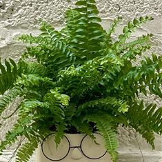 Harry-With-Hair Pot