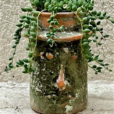 Garden Man Pot