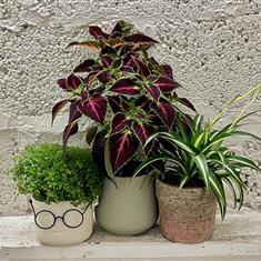 House Plant Collection