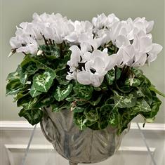 Leaf Bowl of Mini Cyclamen