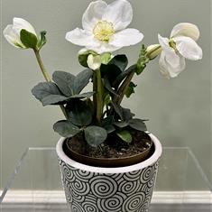 Petite Hellebore