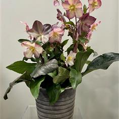 Large Hellebore Planter