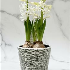 Hyacinth Ceramic