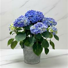 Blue Hydrangea Planter