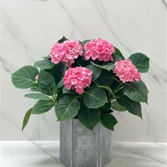 Pink Hydrangea Planter