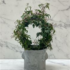 Scented Pink Jasmine Planter