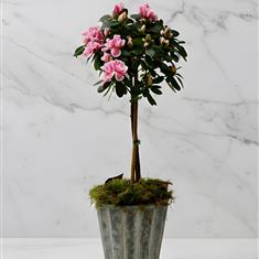 Standard Azalea Planter