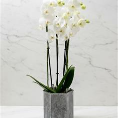 Phalaenopsis Orchid Planter