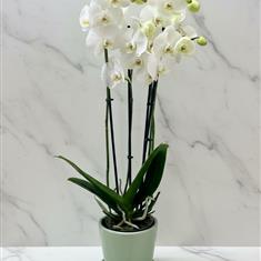 Ceramic Orchid Planter