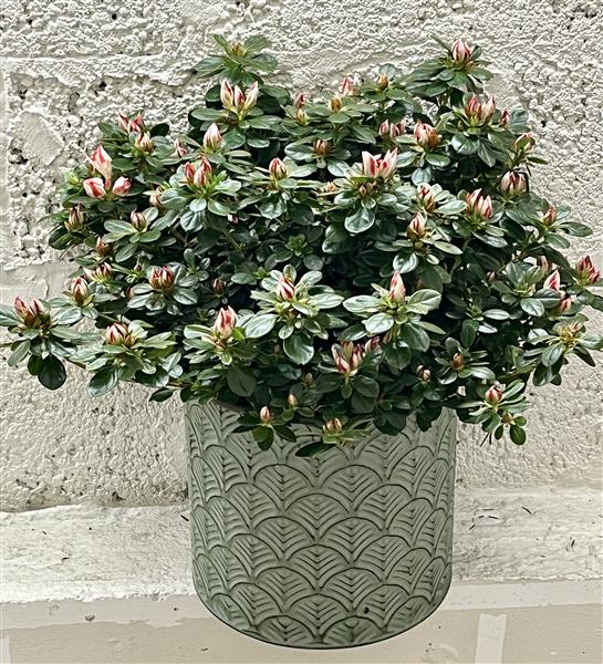 Large Azalea